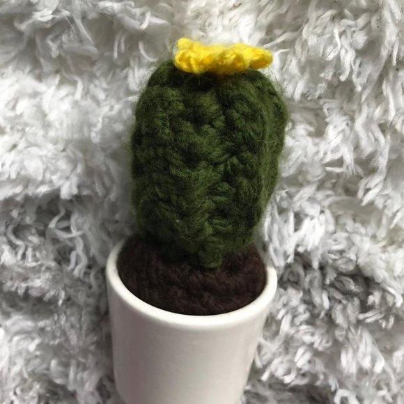 Cactus succulent plant gift - Picture 1 of 5